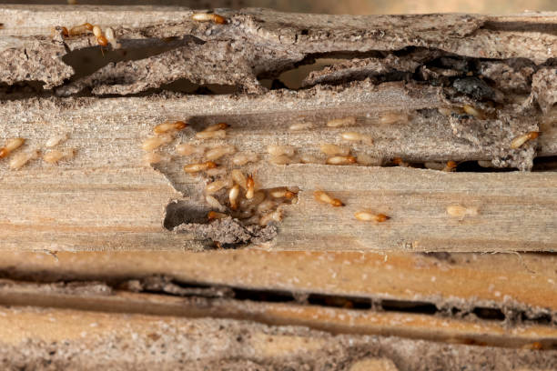 Best Flea Control Services  in Osceola Mills, PA